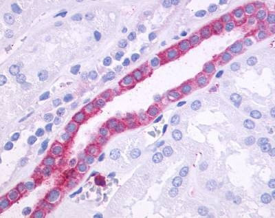 Anti-GPR110 (N-term) Antibody
