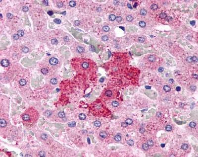 Anti-PGR1 / GPR153 (Extracellular Domain) Antibody