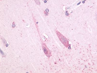 Anti-TAAR1 (Cytoplasmic Domain) Antibody