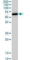 Anti-ZNF622 Antibody