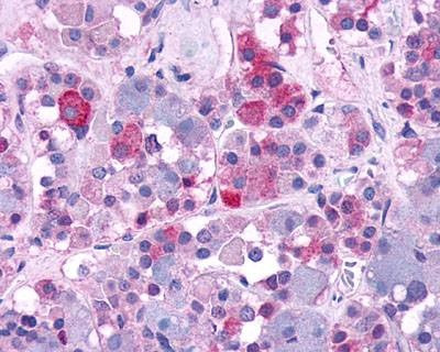 Anti-AVPR1B (N-term) Antibody