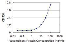 Anti-ZNF96 Antibody
