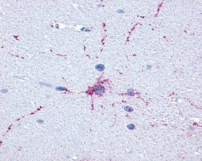 Anti-GRM8 / MGLUR8 (C-term) Antibody