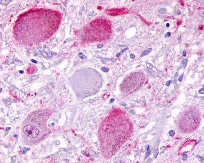 Anti-BAI3 (C-term) Antibody