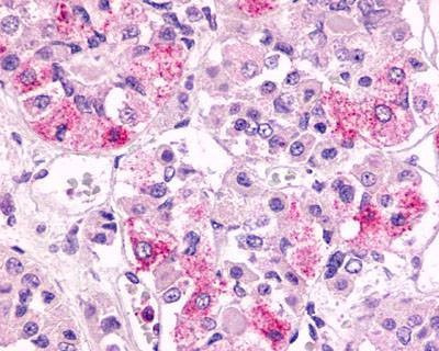Anti-FKSG80 / GPR81 (Extracellular Domain) Antibody