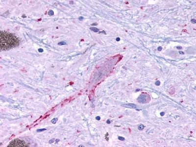 Anti-MRGPRF (C-term) Antibody