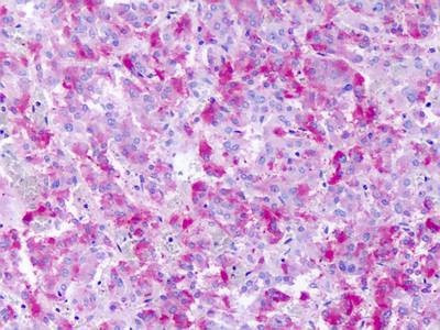 Anti-GPR139 (Cytoplasmic Domain) Antibody