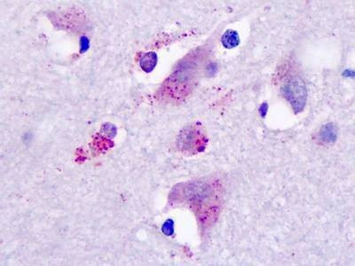Anti-Histamine 3 Receptor (Cytoplasmic Domain) Antibody