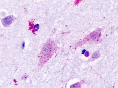 Anti-Histamine 3 Receptor (Cytoplasmic Domain) Antibody