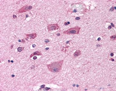 Anti-GRM7 / MGLUR7 (N-term) Antibody