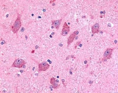 Anti-BAI2 (N-term) Antibody