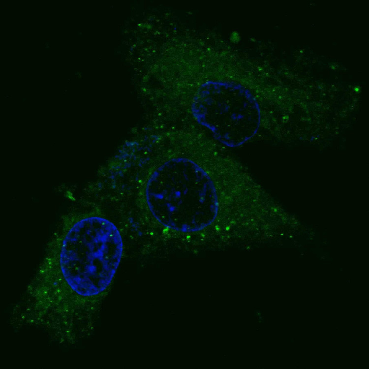 Anti-MET/HGFR Antibody