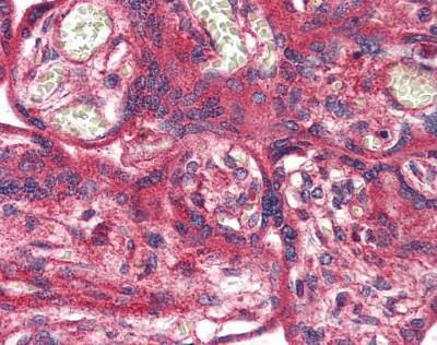 Anti-OR51E1 (Internal) Antibody