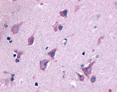 Anti-QRFPR / GPR103 (N-term) Antibody