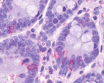 Anti-GPR120 (Cytoplasmic Domain) Antibody