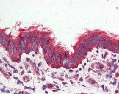 Anti-GPRC6A (N-term) Antibody