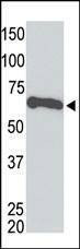 Anti-Myc Tag Antibody
