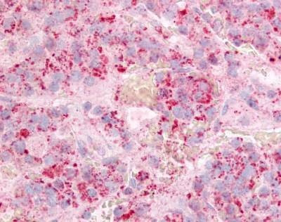 Anti-GPR12 (Extracellular Domain) Antibody