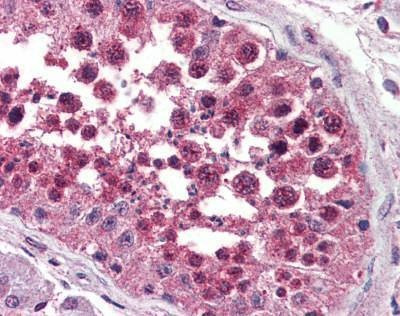 Anti-NPSR1 / NPSR (Extracellular Domain) Antibody