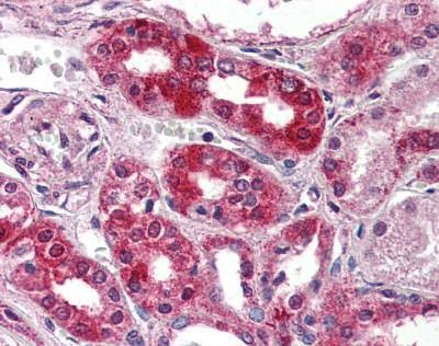 Anti-NPSR1 / NPSR (Extracellular Domain) Antibody