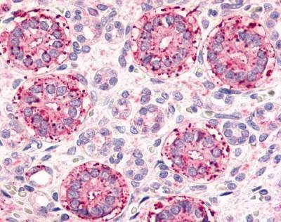 Anti-Frizzled 2 / FZD2 (N-term) Antibody