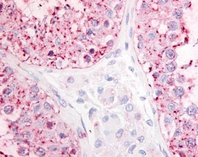 Anti-GPR68 / OGR1 (Cytoplasmic Domain) Antibody