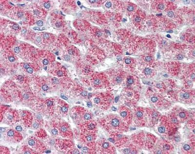 Anti-DREG / GPR126 (N-term) Antibody