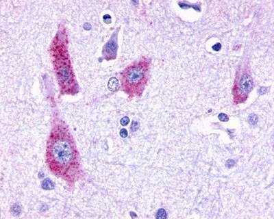 Anti-HTR6 / 5-HT6 (C-term) Antibody