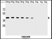 Anti-Vaccinia Virus H1L Antibody