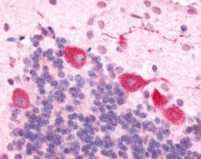 Anti-Orexin Receptor 1 / OX1R (Cytoplasmic Domain) Antibody