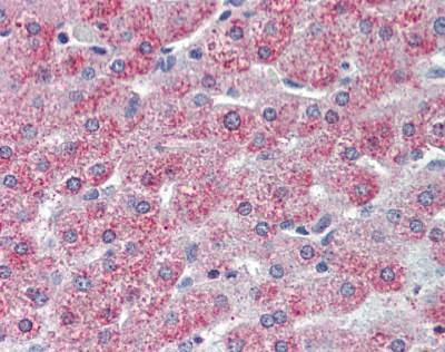Anti-TAO1 / TAOK1 (Internal) Antibody