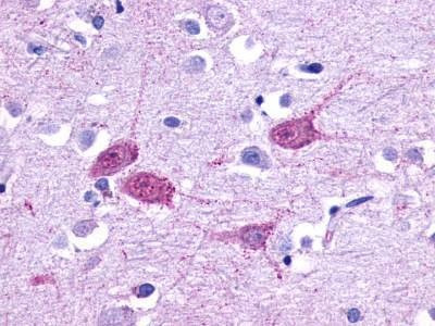Anti-HTR1F / 5-HT1F (Cytoplasmic Domain) Antibody