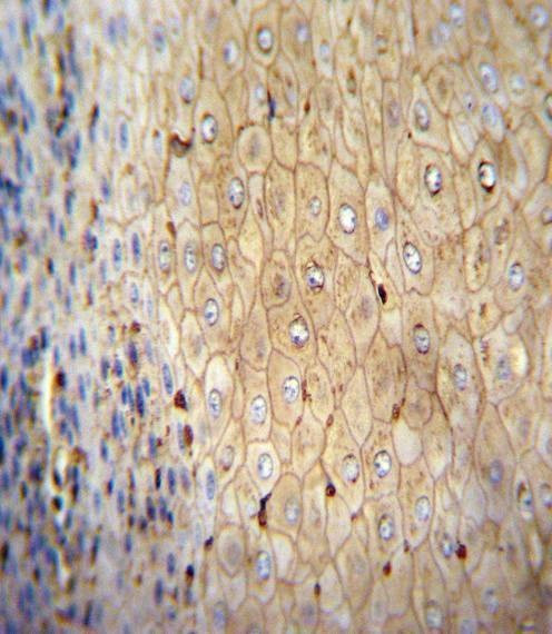 Anti-Beta-actin Antibody