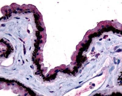 Anti-MT2 / MTNR1B (N-term) Antibody