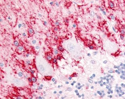 Anti-GluT-1 / GLAST (Cytoplasmic Domain) Antibody