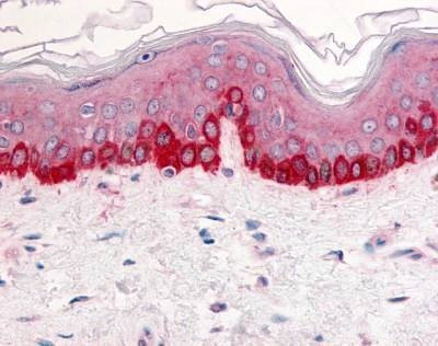 Anti-Integrin Beta 1 / CD29 (Extracellular Domain) Antibody