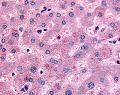 Anti-DPP9 (Internal) Antibody