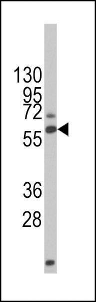 Anti-DRP-2 (Ascites) Antibody