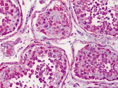 Anti-Hsp90 (aa289-300) Antibody