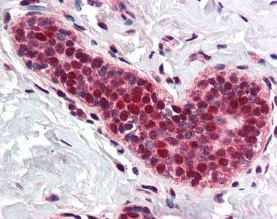 Anti-PCNA / Cyclin (Internal) Antibody