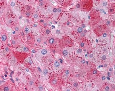Anti-Fibrinogen Antibody