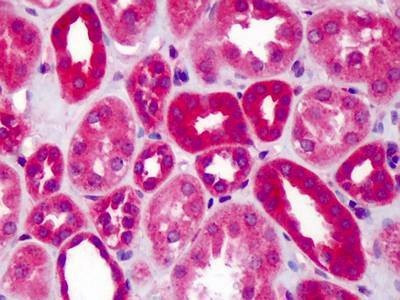 Anti-Mouse SLIT1 (aa487-504) Antibody