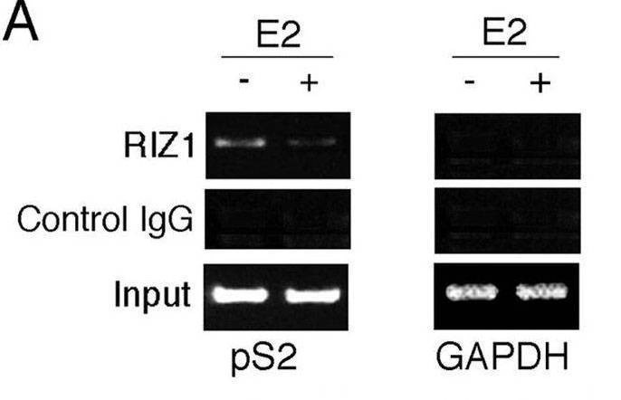 Anti-PRDM2 (RIZ1) Antibody
