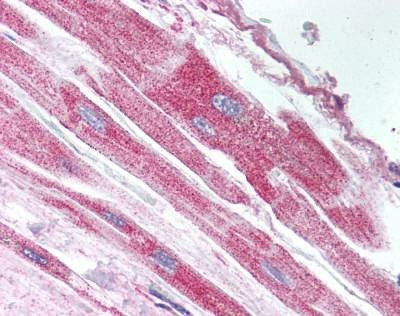 Anti-UBP43 / USP18 (aa40-49) Antibody