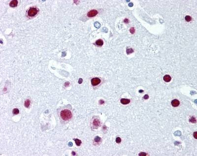Anti-SAFB1 / SAFB (aa345-357) Antibody