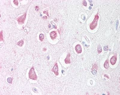 Anti-LINGO1 (Internal) Antibody