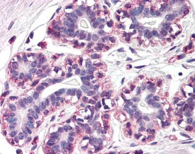 Anti-RAMP3 (N-term) Antibody