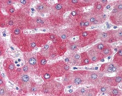 Anti-WNT1 (Internal) Antibody