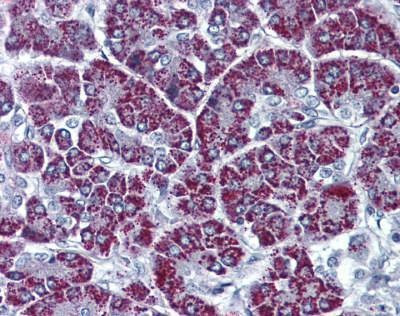 Anti-P2X3 (C-term) Antibody