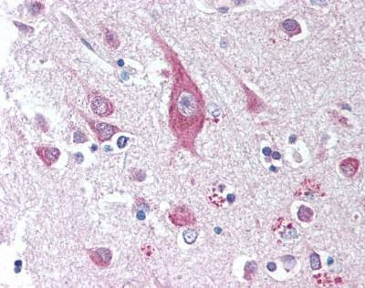 Anti-ICOSL / B7-H2 Antibody